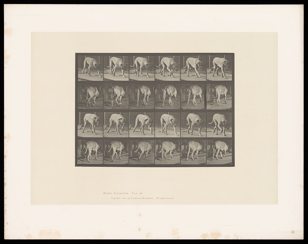 A mastiff walking. Collotype after Eadweard Muybridge, 1887.