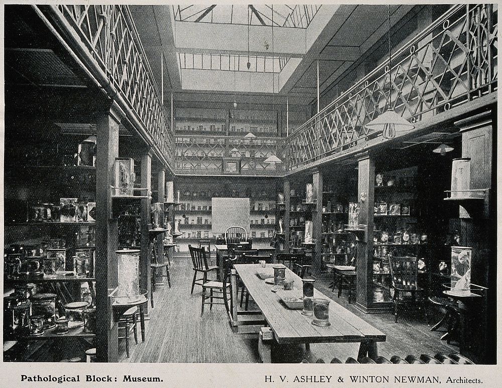 Royal Free Hospital, London: the interior of the museum in the pathological block. Process print, 1913.