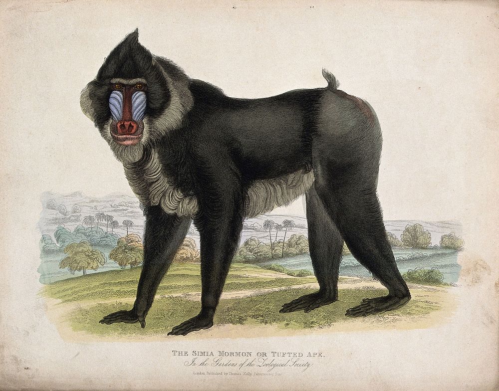 Zoological Society of London: a Simia mormon or tufted ape. Coloured etching.