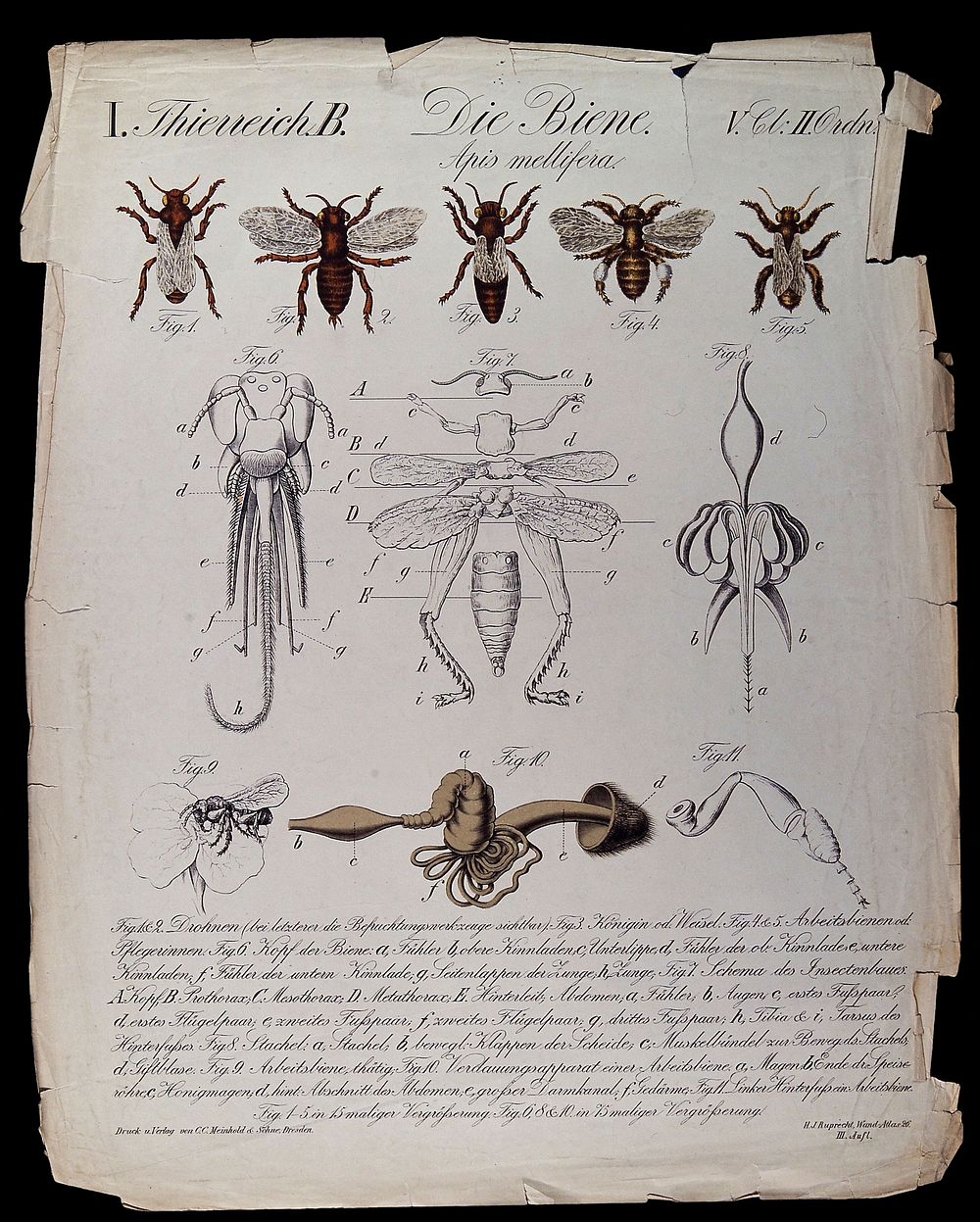Bees: eleven figures showing male and female bees, with diagrams detailing their anatomy. Chromolithograph by H.J. Ruprecht…