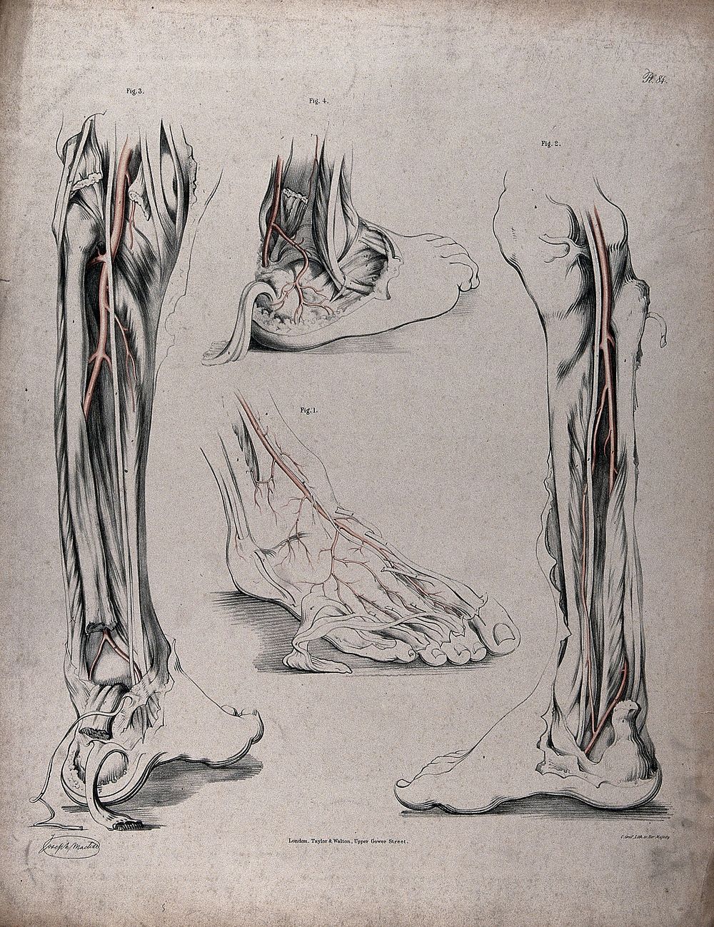The circulatory system: dissections of the foot, lower leg and ankle, with arteries  indicated in red. Coloured lithograph…