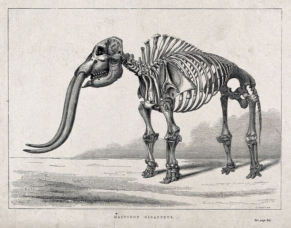 Skeleton of a mastodon. Wood engraving by O. Jewitt, ca. 1850.