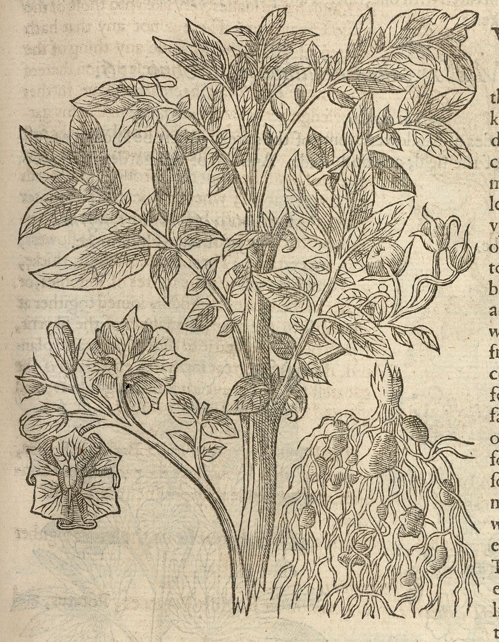 The herball or, generall historie of plantes / Gathered by John Gerarde.
