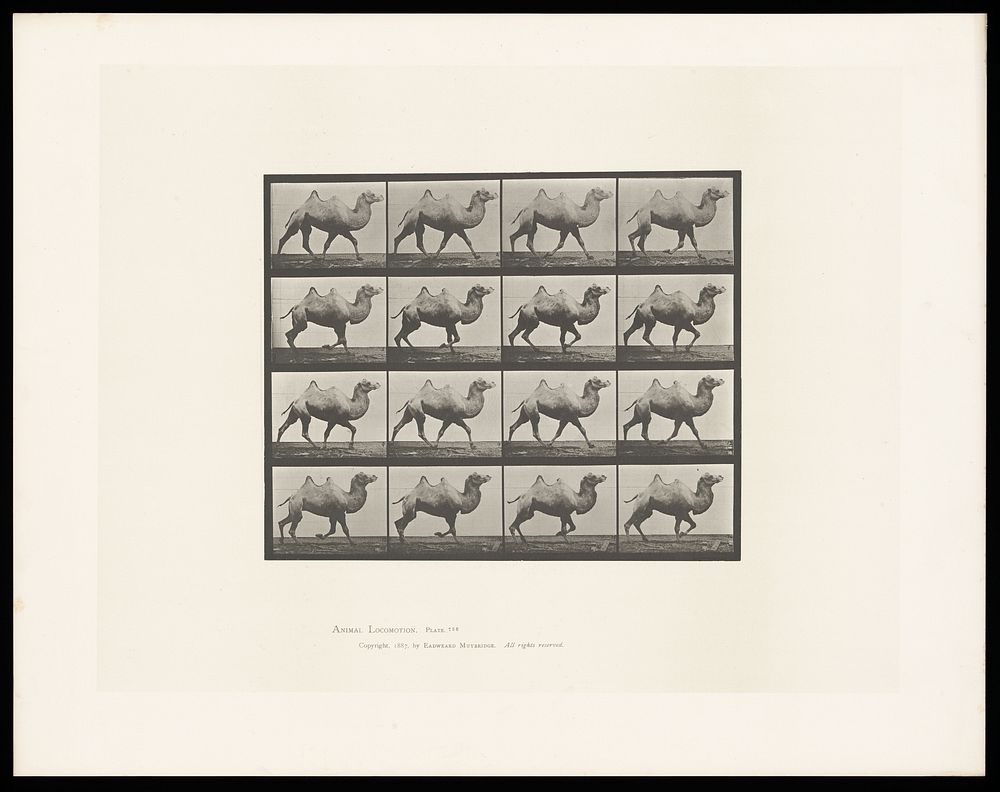 A camel walking. Collotype after Eadweard Muybridge, 1887.
