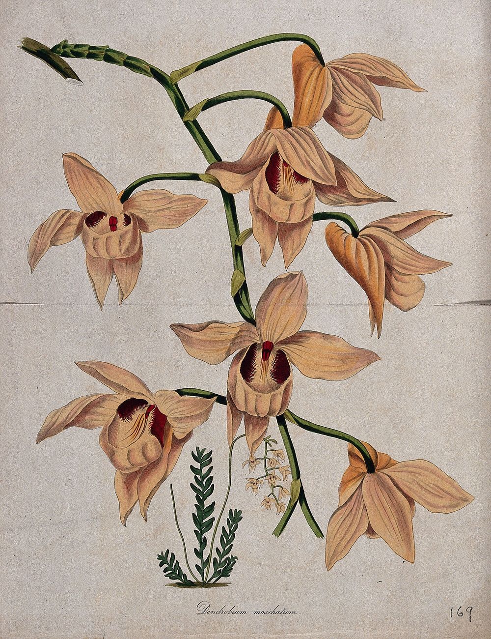 An orchid (Dendrobium moschatum): flowering stem. Coloured etching by F. Smith, c. 1836, after himself.