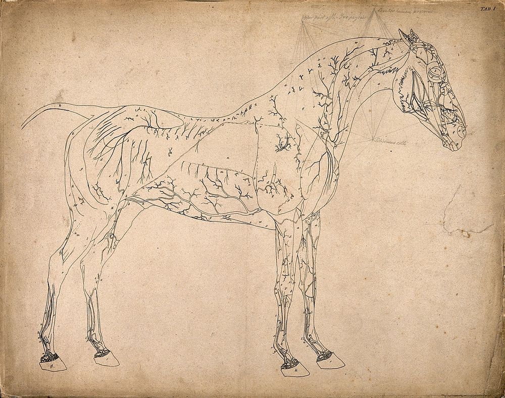 Blood-vessels of a horse: outline drawing, side view, with the blood-vessels indicated. Engraving with etching by G. Stubbs…