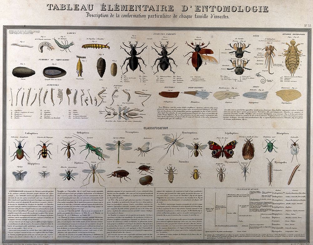 Insects: classified varieties and stages of development, including larvae, beetles and butterflies. Coloured lithograph…
