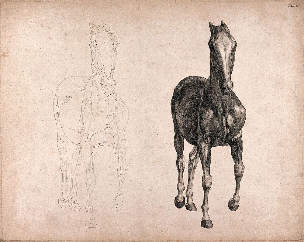 A horse, seen from the front: two figures, one an outline drawing, the other a tonal drawing. Engraving with etching by G.…