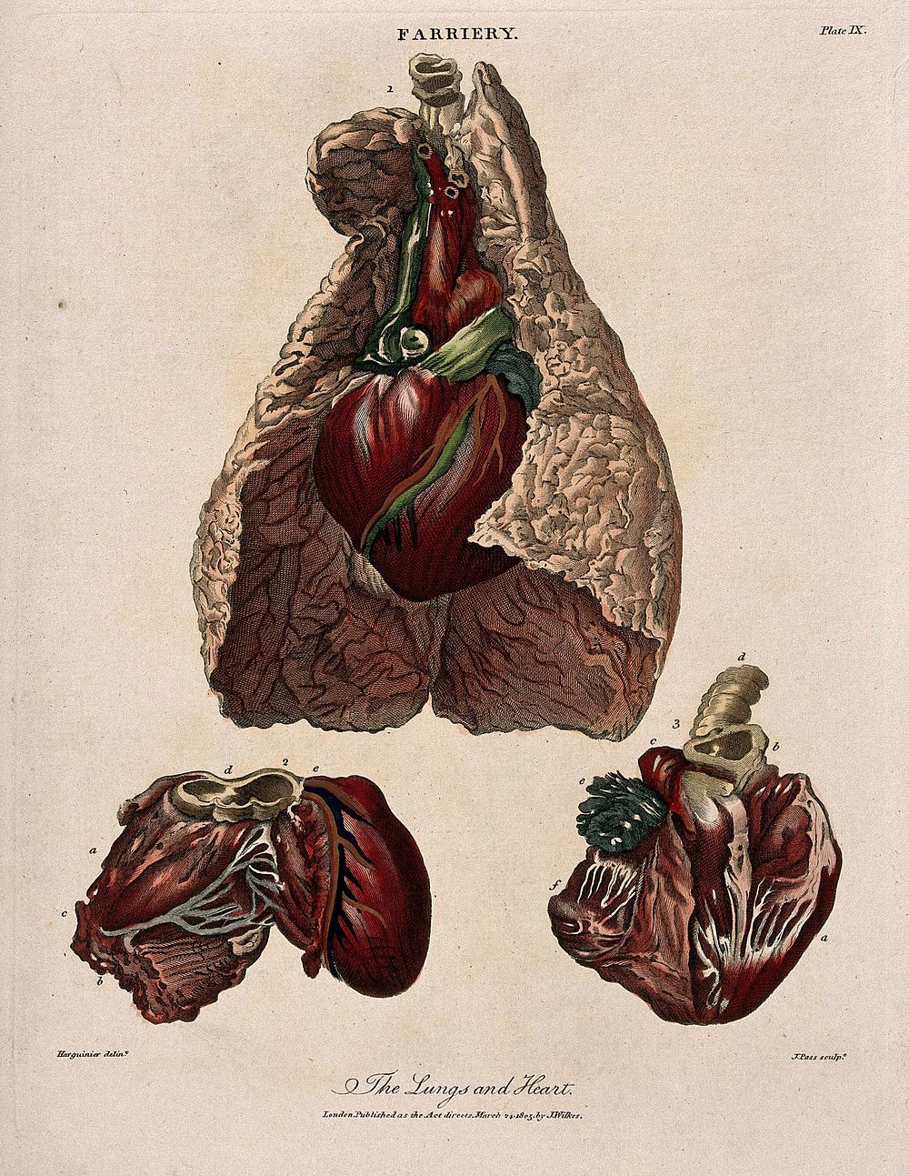 Dissection of a horse's lungs and heart: three figures. Coloured engraving by J. Pass after Harguinier, 1805.