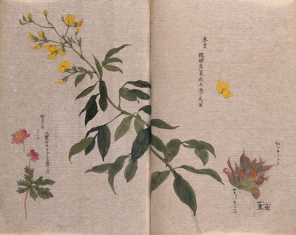 Three plants, including a large flowering stem of yellow melilot or sweet clover (Melilotus officinalis). Watercolour.
