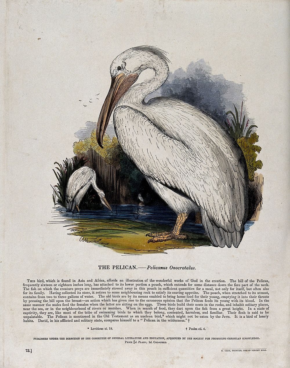 A pelican standing in front of a lake in which two other pelicans are already hunting for food. Coloured wood engraving by…