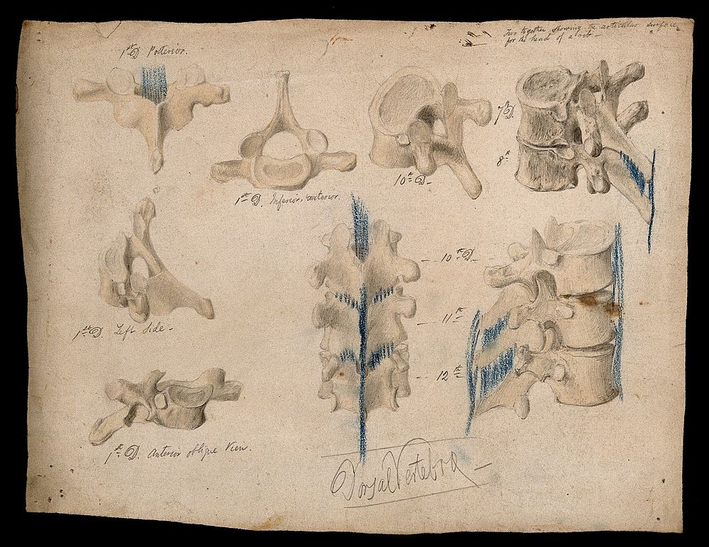 Dorsal vertebrae: eight figures. Watercolour, pencil and crayon drawing by J.C. Whishaw, ca. 1853.