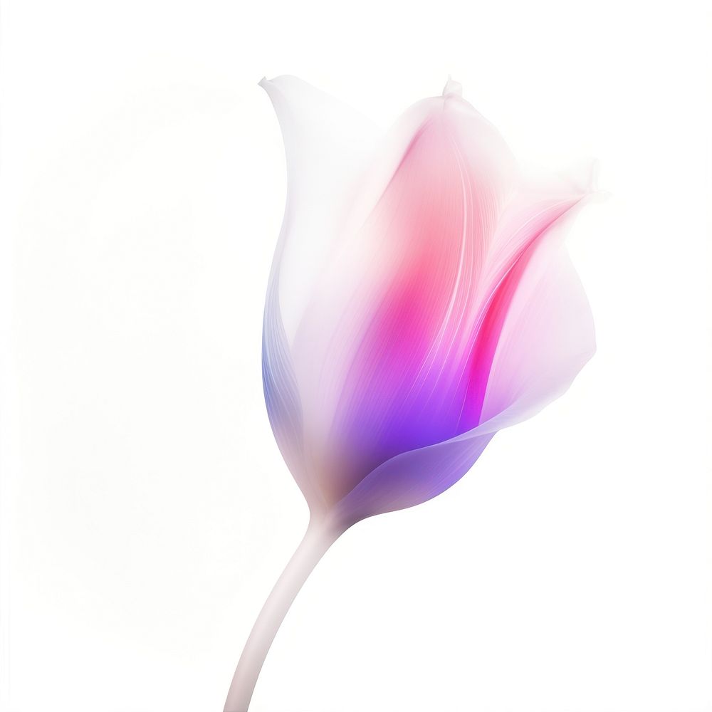 Abstract blurred gradient illustration Tulip tulip flower purple.