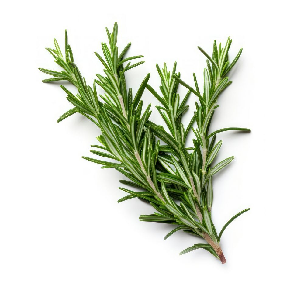 Herbs rosemary plant white background ingredient.