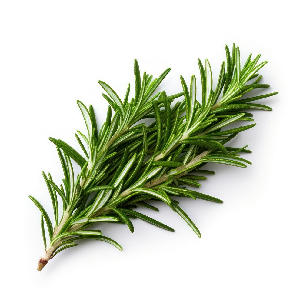 Herbs rosemary plant white background ingredient.