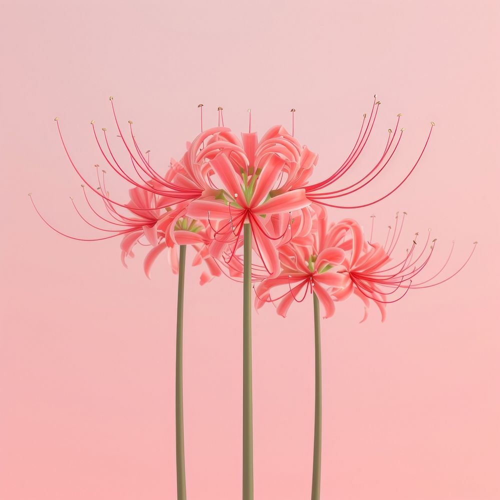Red spider lilies flower plant petal inflorescence.