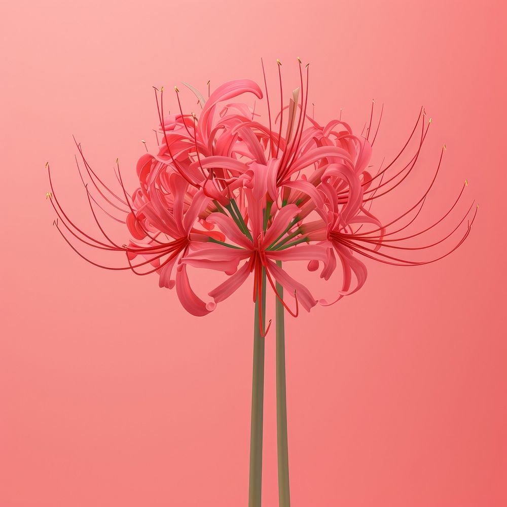Red spider lilies flower petal plant inflorescence.