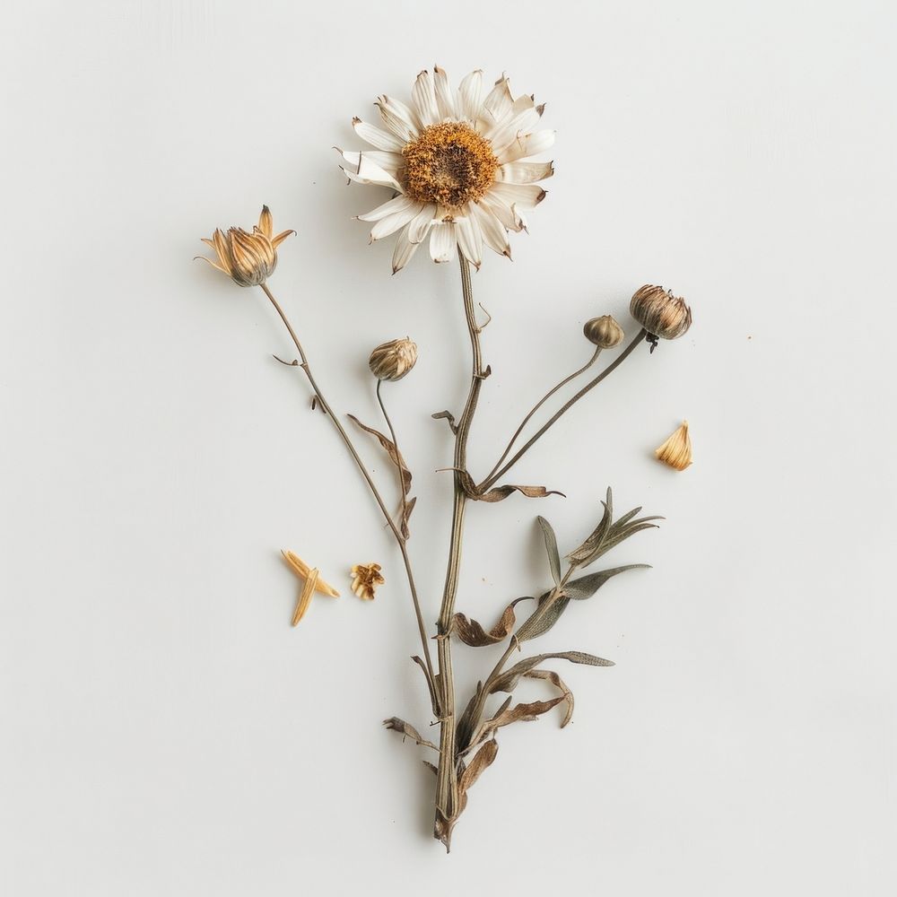 Dried daisy flower plant white inflorescence.