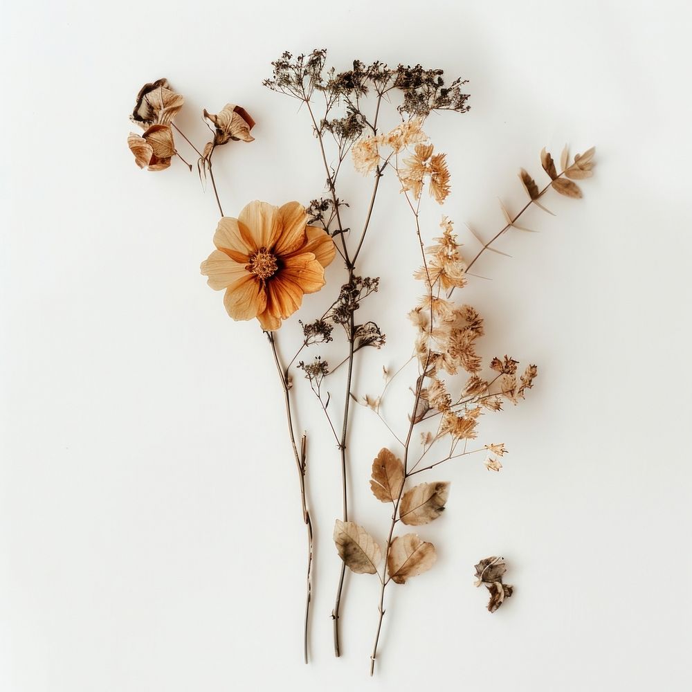 Dried flower plant white background inflorescence.