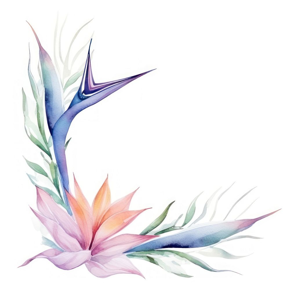 Bird of paradise frame watercolor pattern white background lightweight.