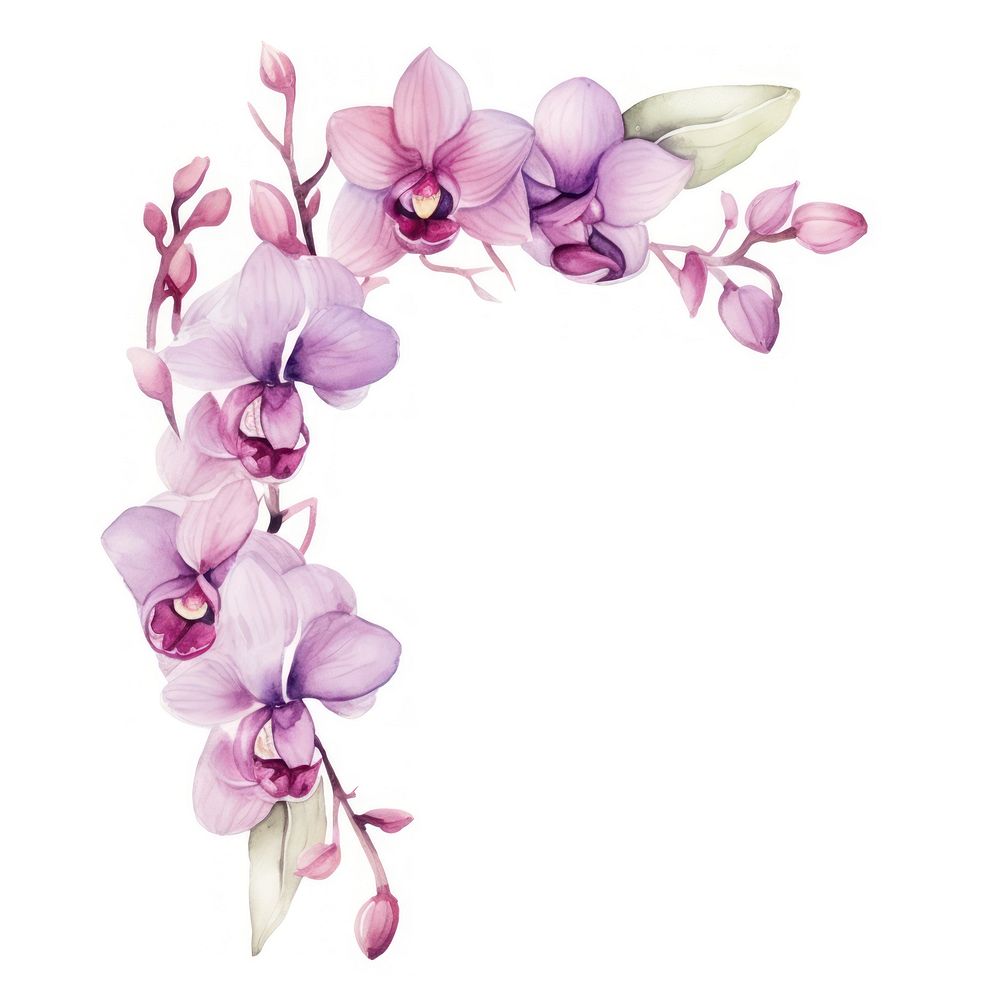 Orchid frame watercolor blossom flower plant.