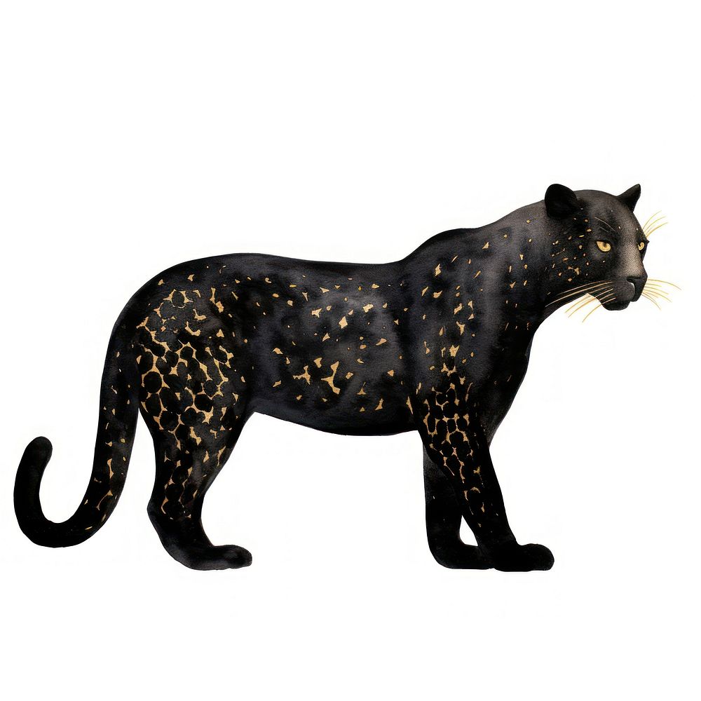 Black leopard wildlife animal mammal.