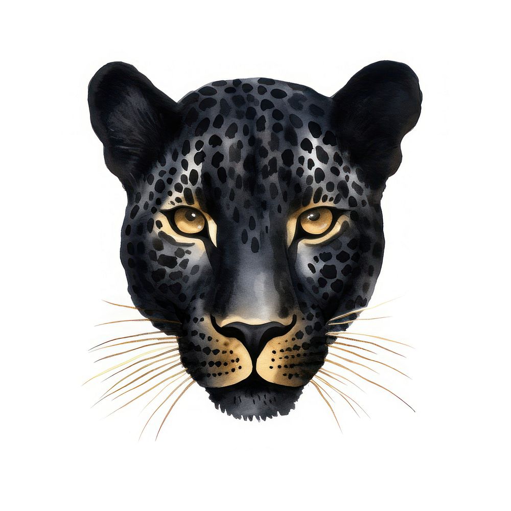 Black leopard wildlife cheetah animal.