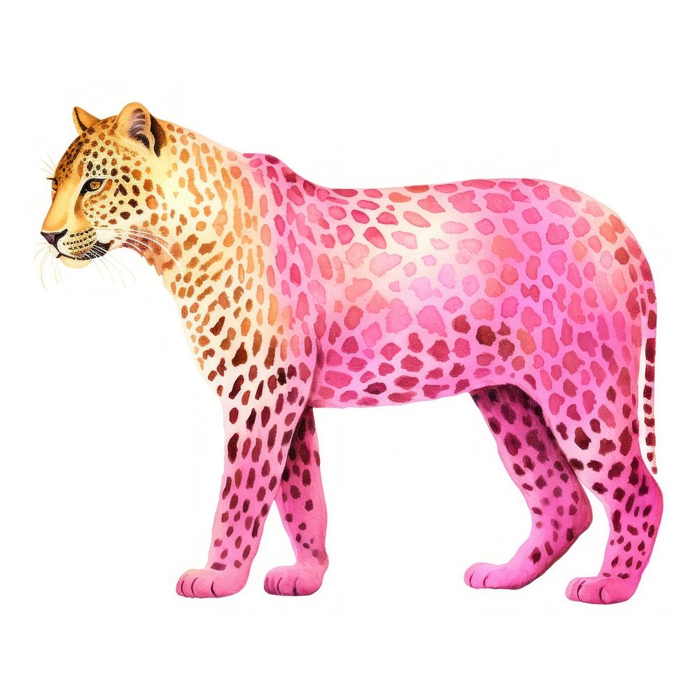 Pink neon leopard wildlife mammal animal.