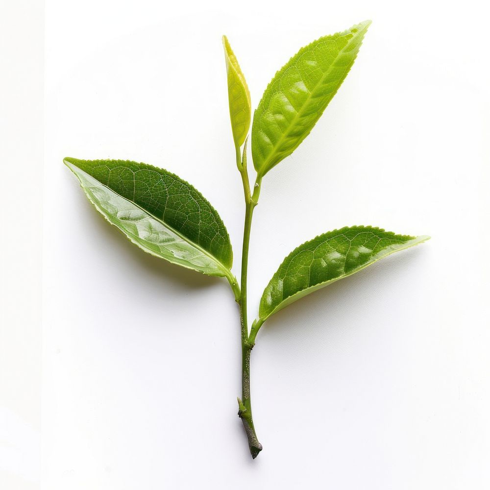 Photo of green tea leaf plant white background freshness.