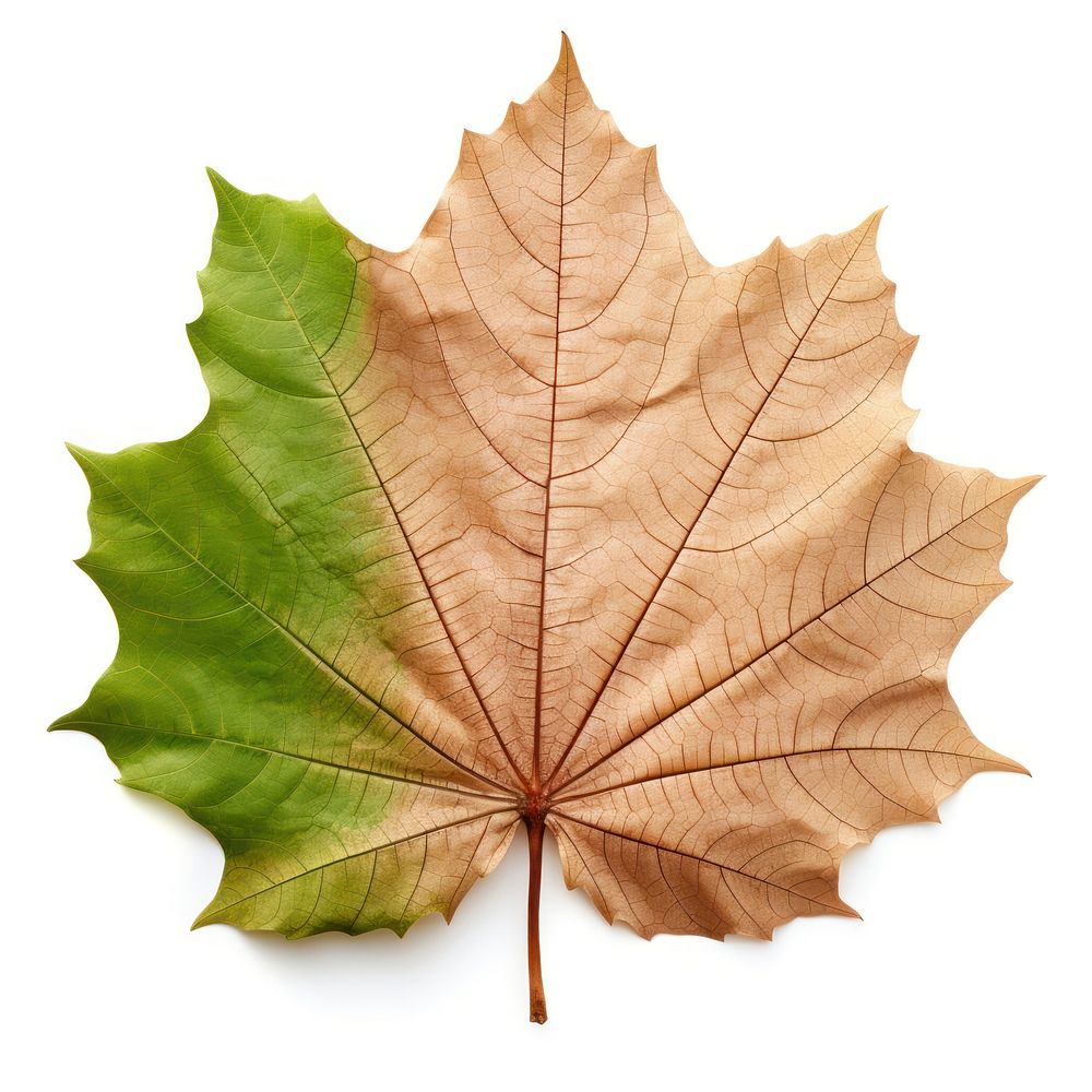 Sugar Maple maple plant leaf.