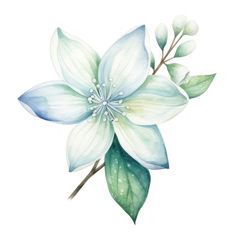 Jasmine flower petal plant.