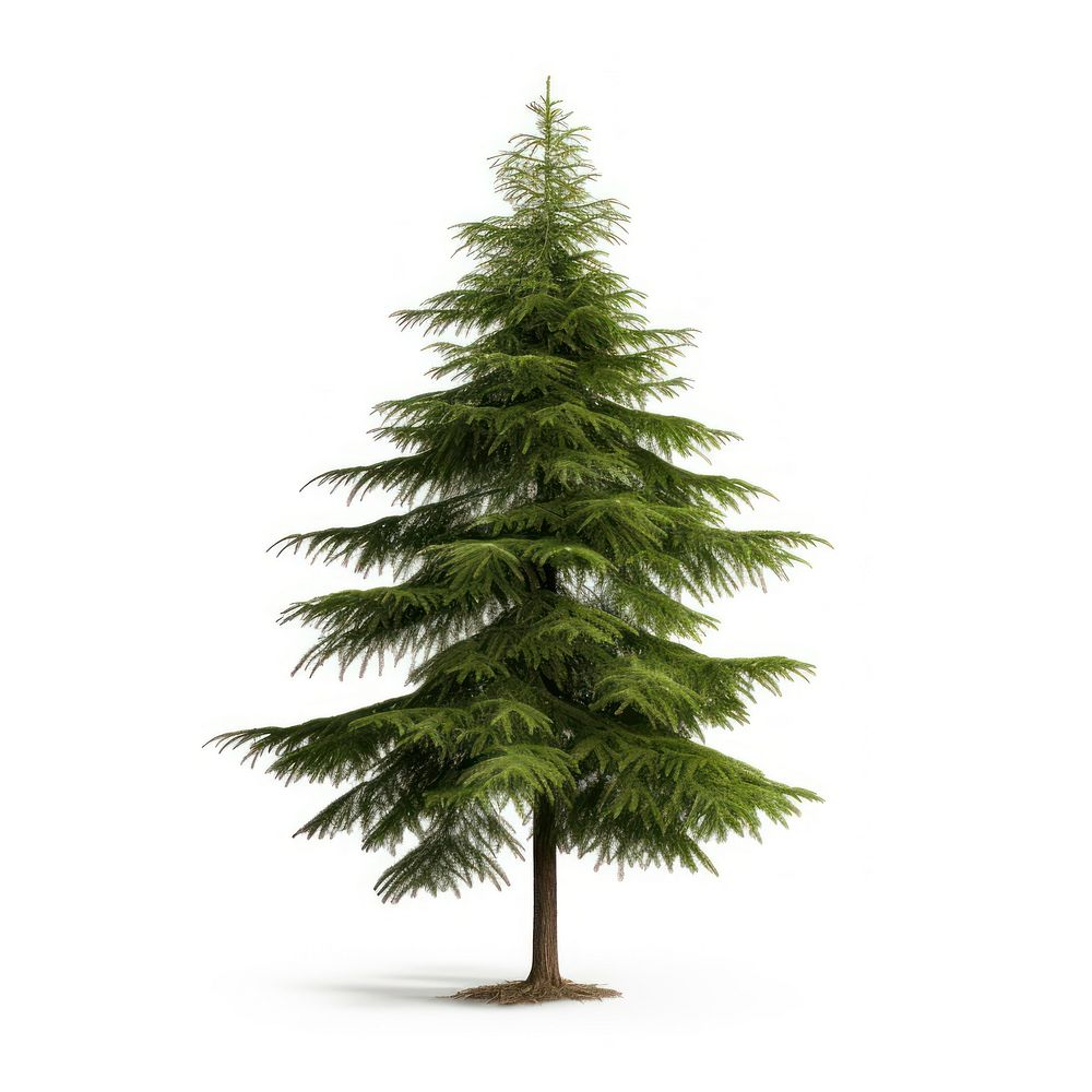 Evergreen plant tree pine.