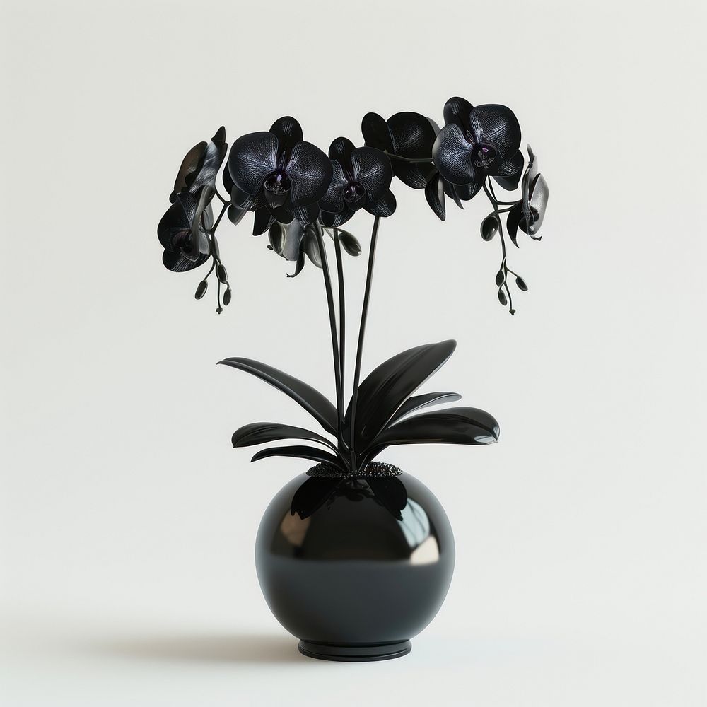 Orchid flower plant black.