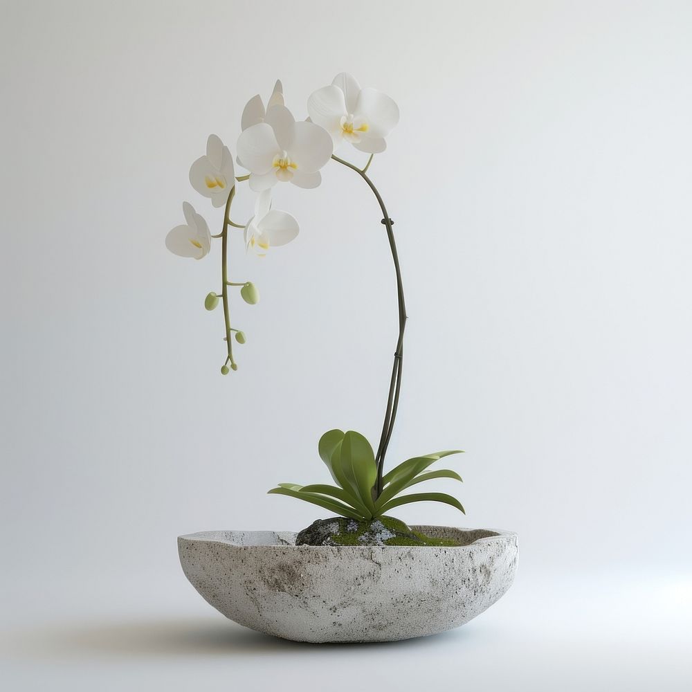 Orchid flower plant houseplant.