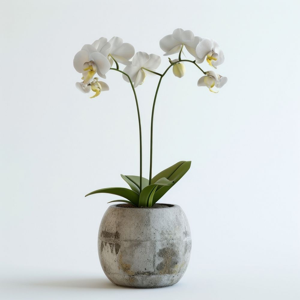 Orchid flower plant white.