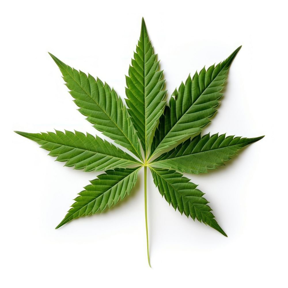 Cannabis leaf plant herbs white background.