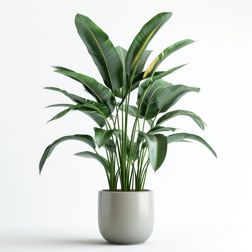 Indoor plant vase leaf white background.