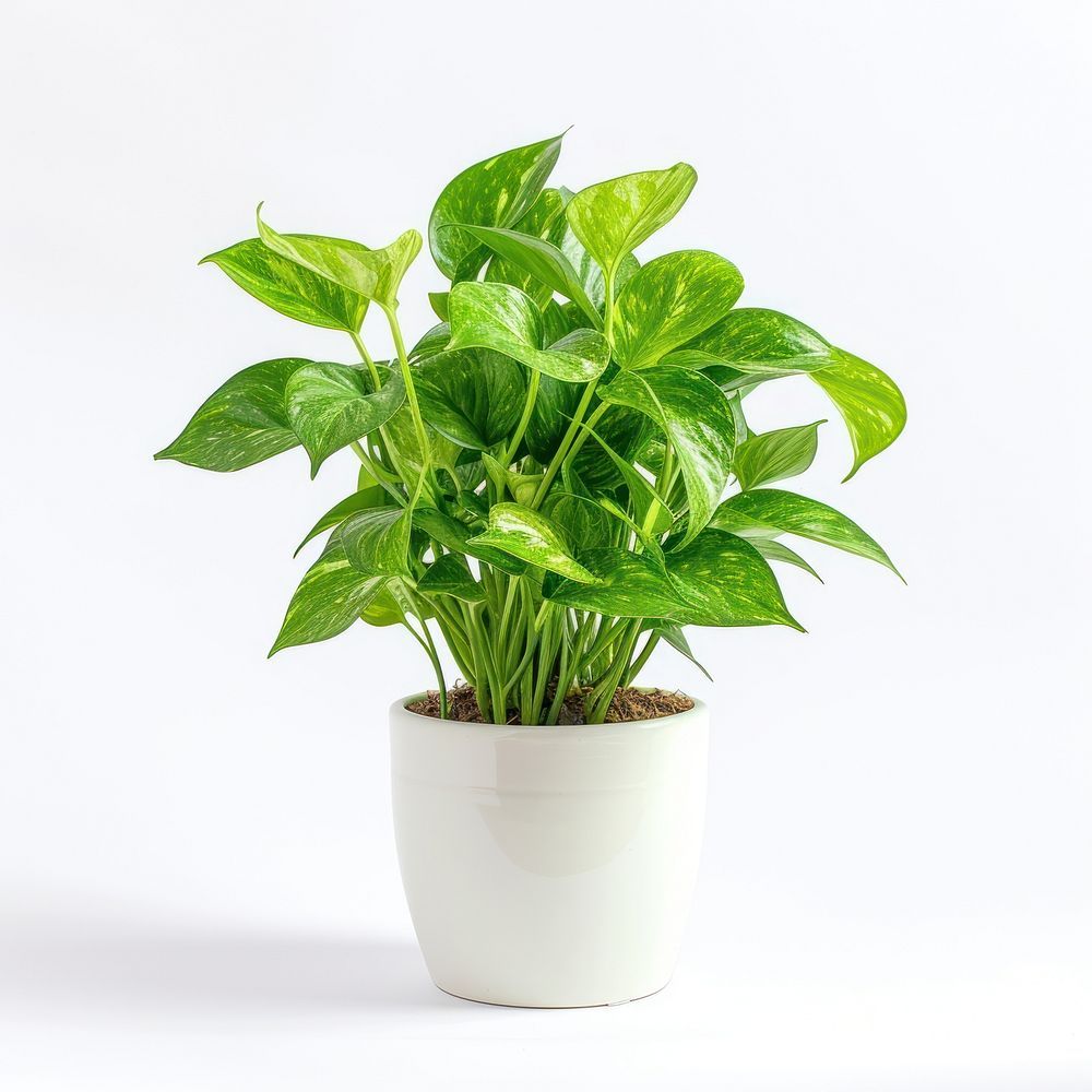 Office desk mini plant leaf white background houseplant.
