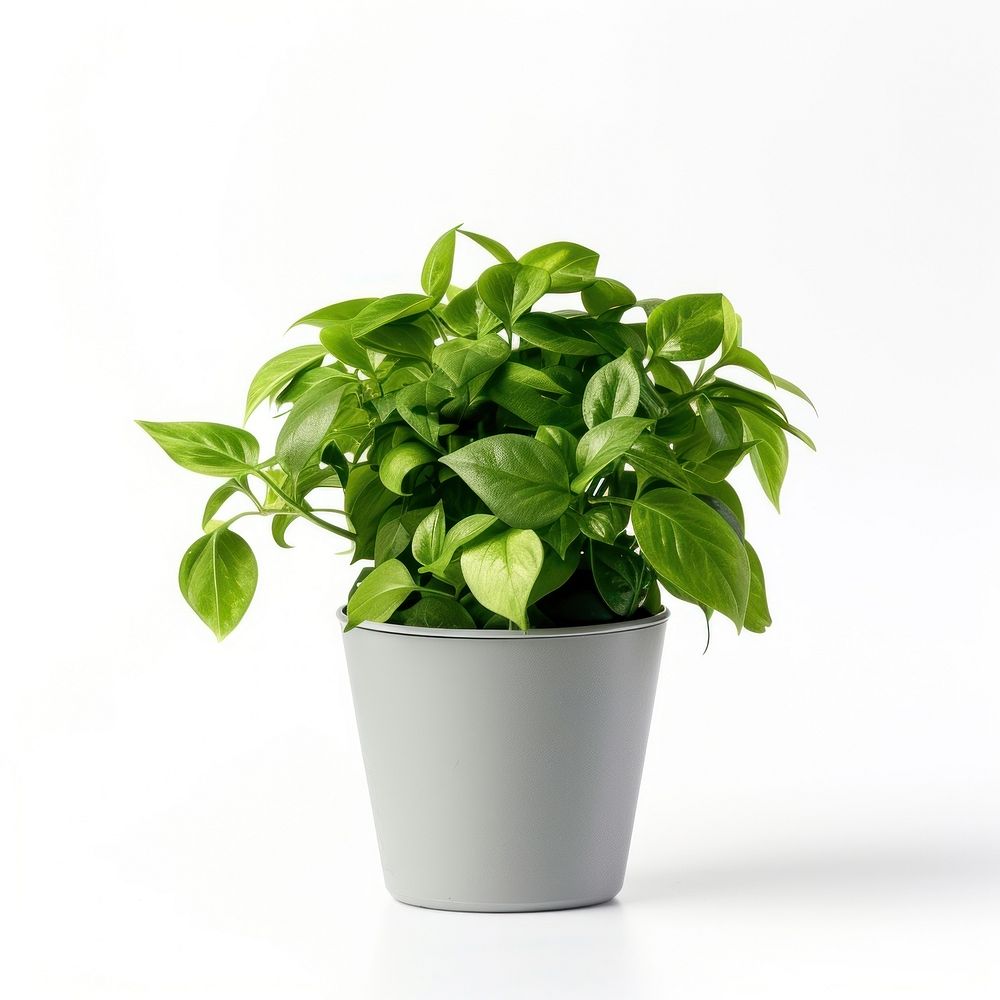 Office desk mini plant leaf white background houseplant.