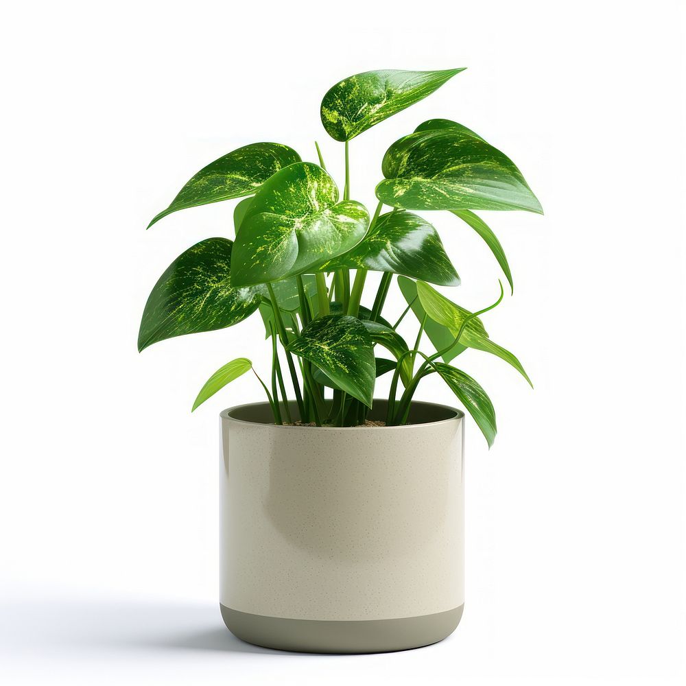 Office desk mini plant vase leaf white background.