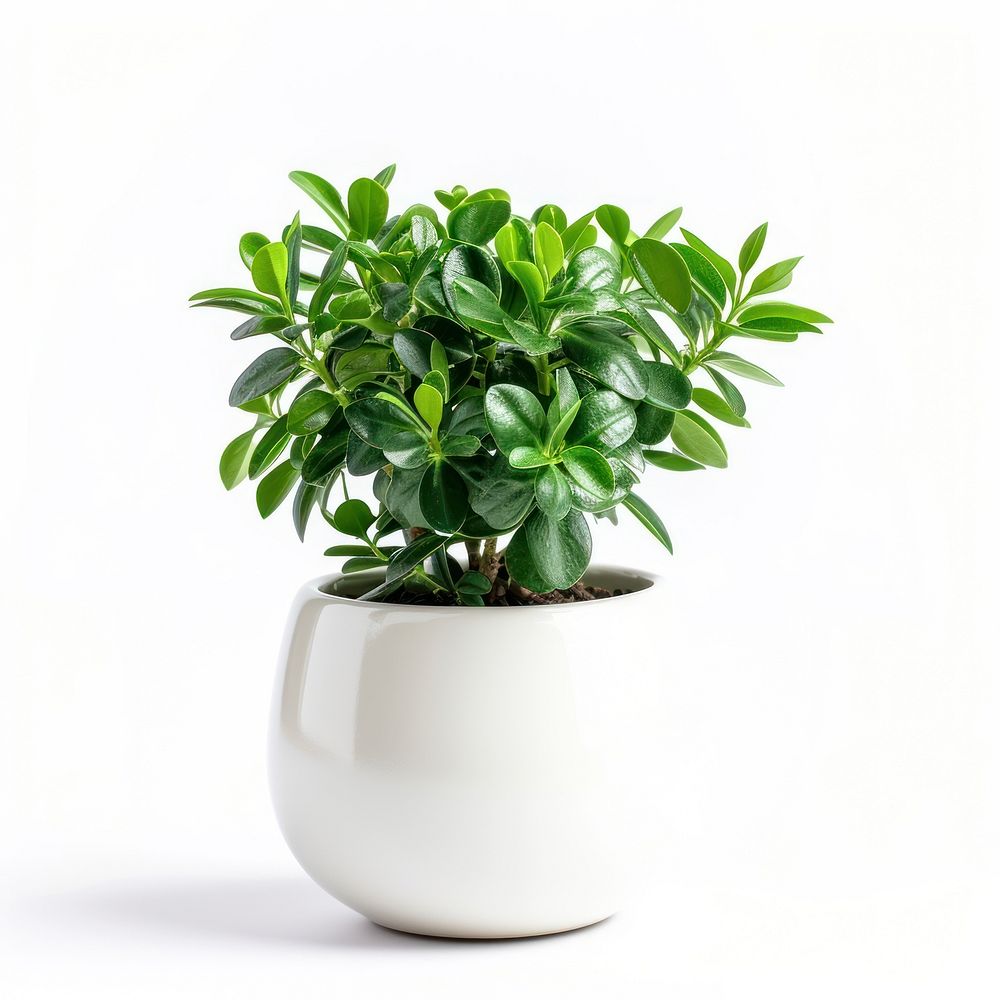 Office desk mini plant bonsai leaf vase.