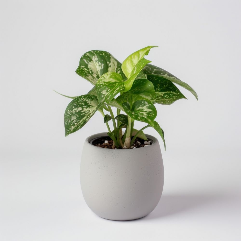 Office desk mini plant leaf houseplant freshness.