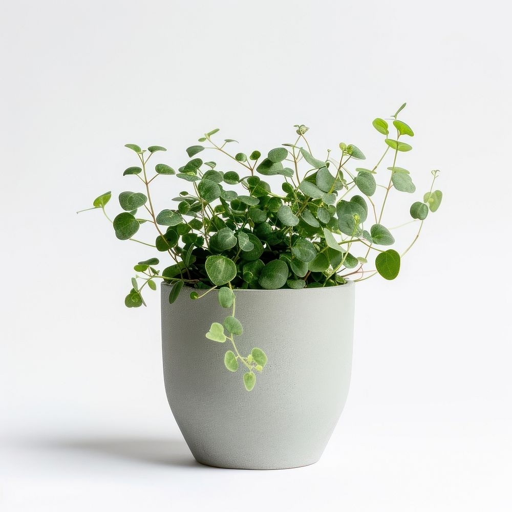 Office desk mini plant leaf vase white background.