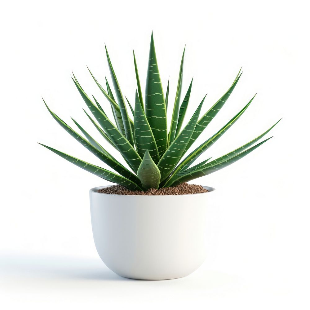 Office desk mini plant aloe xanthorrhoeaceae white background.