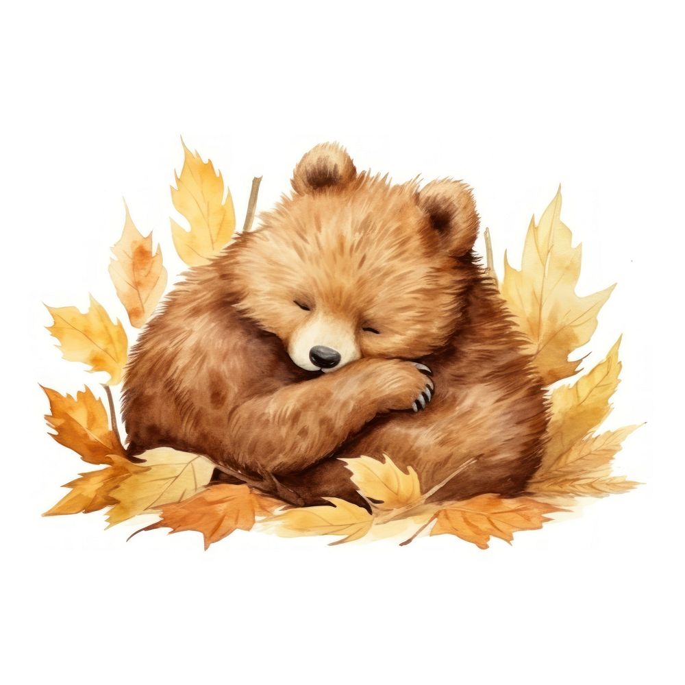 Watercolor bear sleeping animal wildlife cartoon.