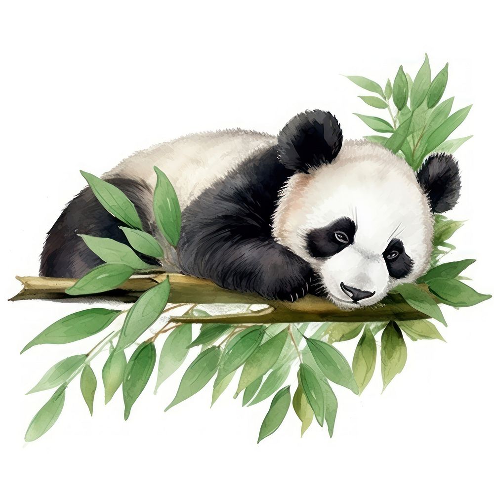 Watercolor panda sleeping animal wildlife cartoon.