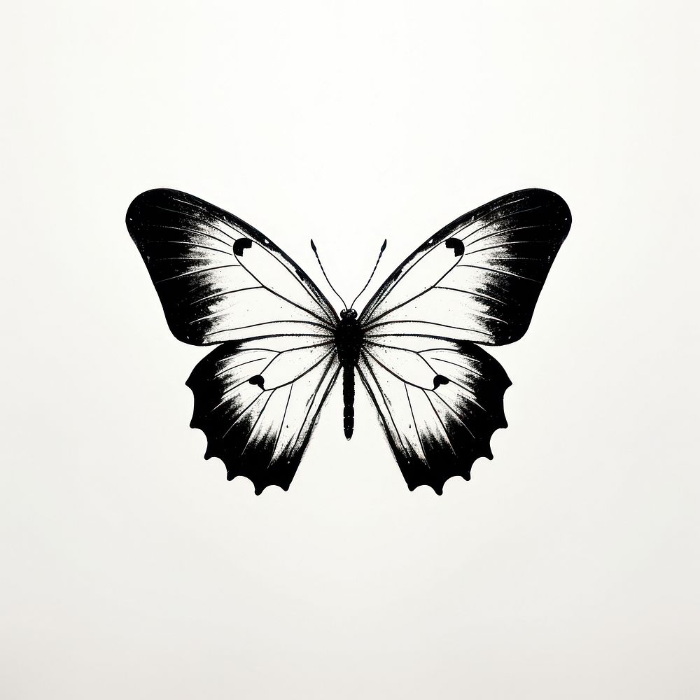 Butterfly animal white monochrome.