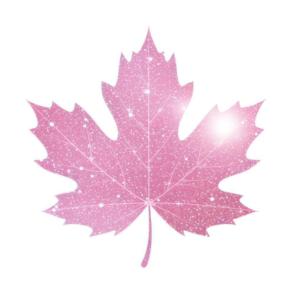 Maple leaf icon plant pink white background.