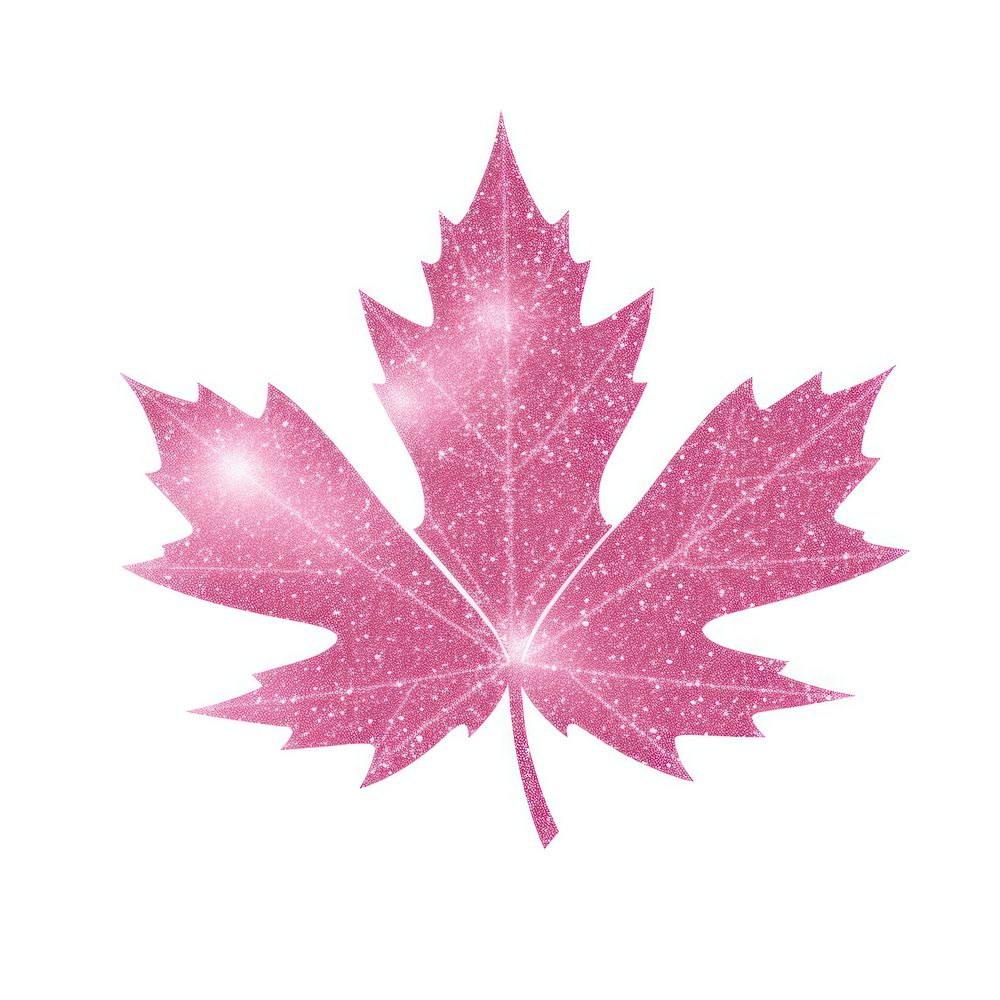 Maple leaf icon plant tree pink.