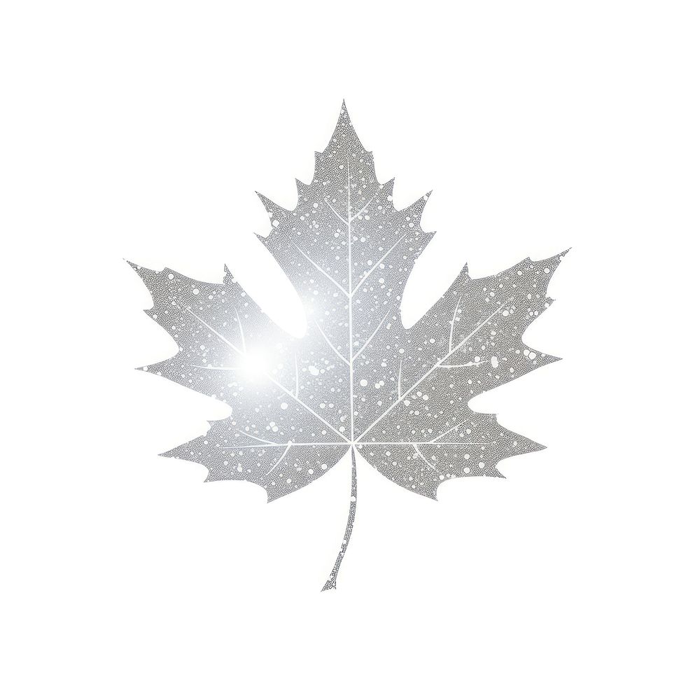 Maple leaf icon plant tree white background.
